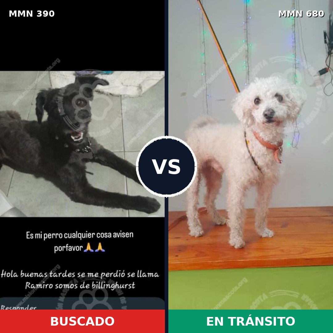Comparativa MMS 7469: mascota perdida y mascota encontrada, 62% de similitud