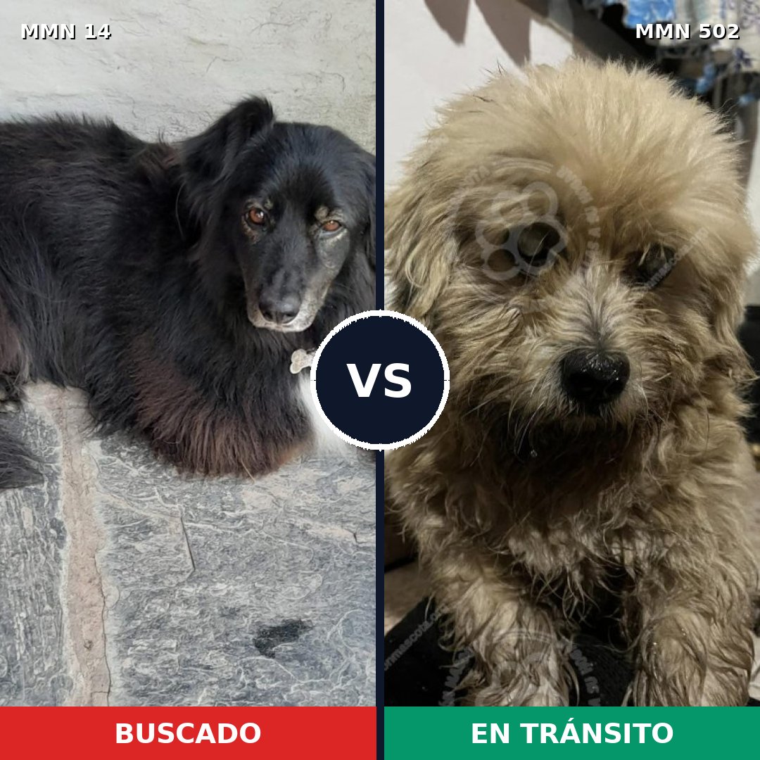 Comparativa MMS 747: mascota perdida y mascota encontrada, 45% de similitud