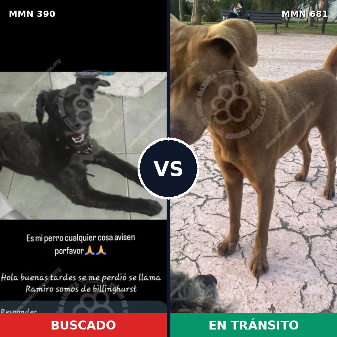 Comparativa MMS 7470: mascota perdida y mascota encontrada, 34% de similitud