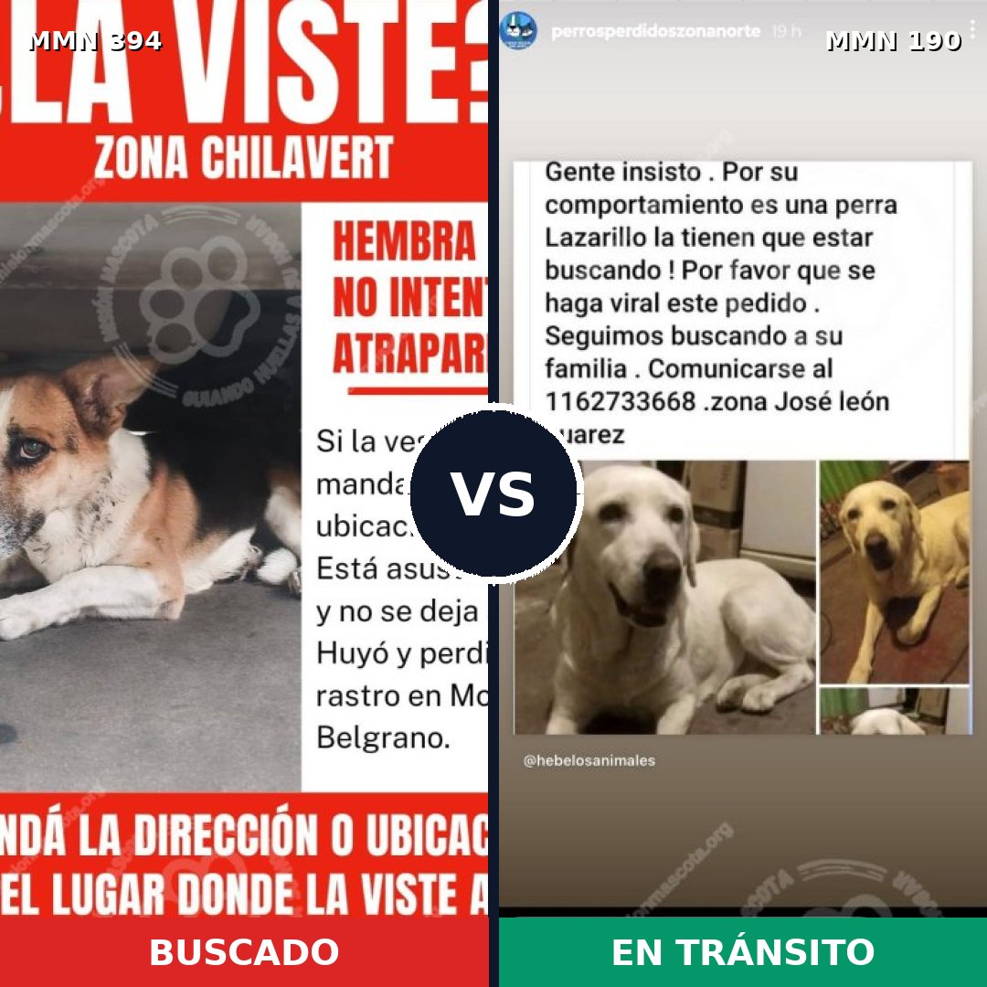Comparativa MMS 7471: mascota perdida y mascota encontrada, 14% de similitud