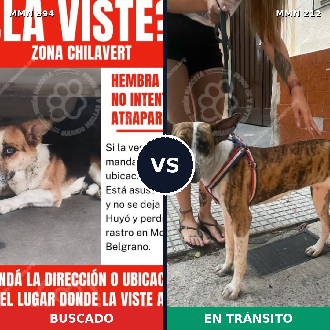 Comparativa MMS 7472: mascota perdida y mascota encontrada, 61% de similitud