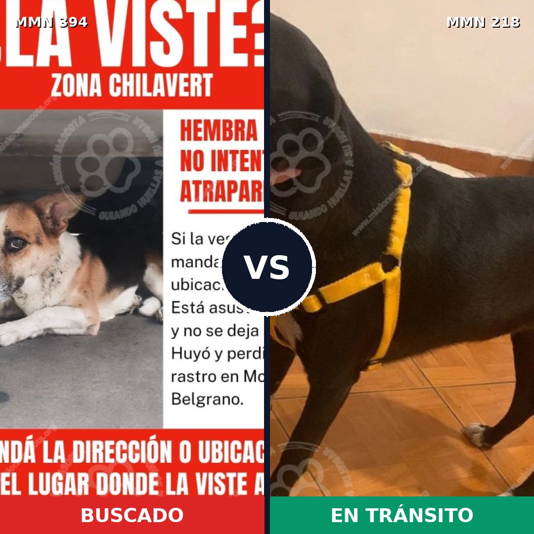 Comparativa MMS 7473: mascota perdida y mascota encontrada, 61% de similitud