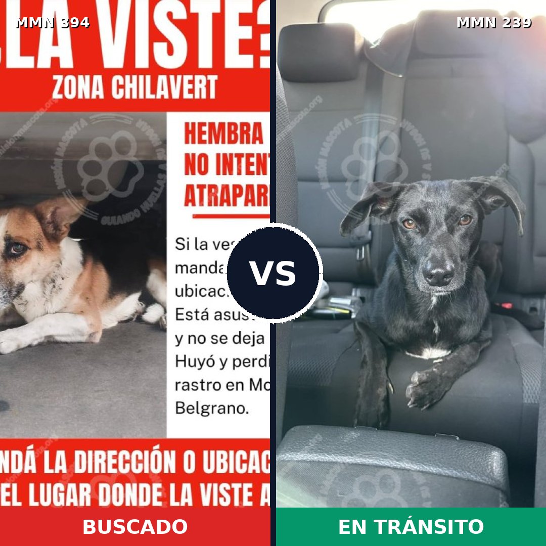 Comparativa MMS 7476: mascota perdida y mascota encontrada, 57% de similitud