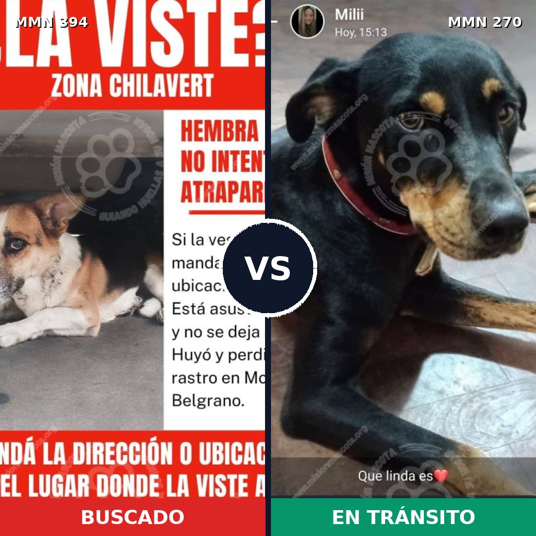 Comparativa MMS 7477: mascota perdida y mascota encontrada, 49% de similitud