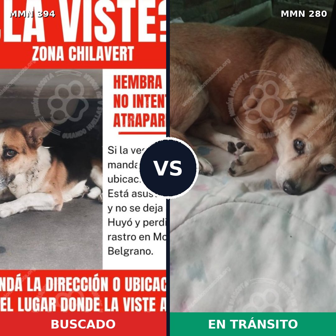 Comparativa MMS 7478: mascota perdida y mascota encontrada, 33% de similitud