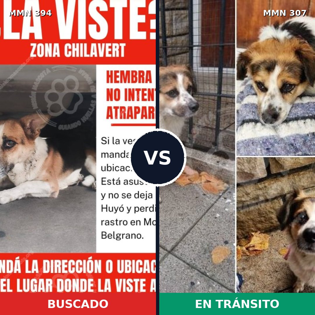 Comparativa MMS 7479: mascota perdida y mascota encontrada, 98% de similitud