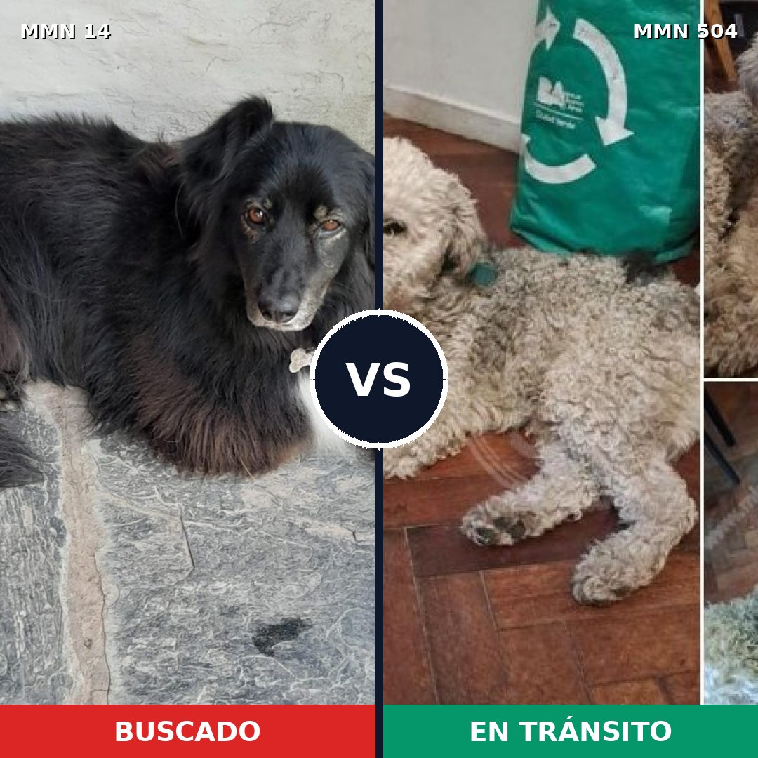Comparativa MMS 748: mascota perdida y mascota encontrada, 38% de similitud