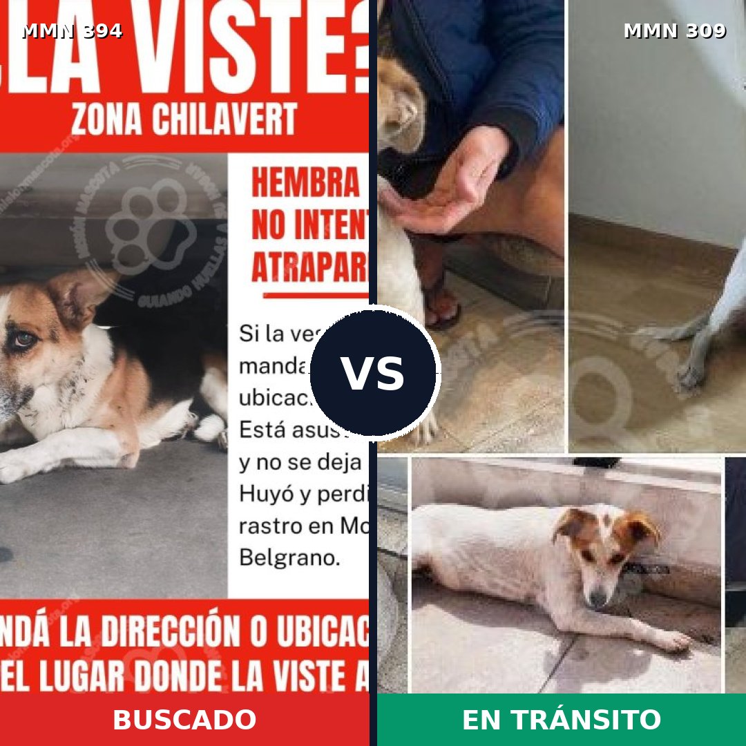Comparativa MMS 7480: mascota perdida y mascota encontrada, 83% de similitud