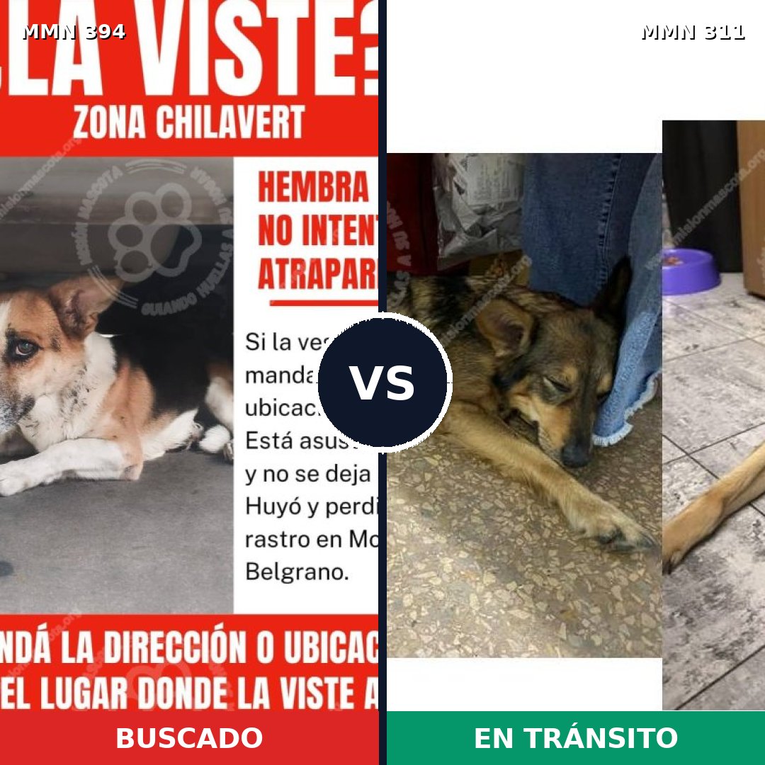 Comparativa MMS 7481: mascota perdida y mascota encontrada, 62% de similitud
