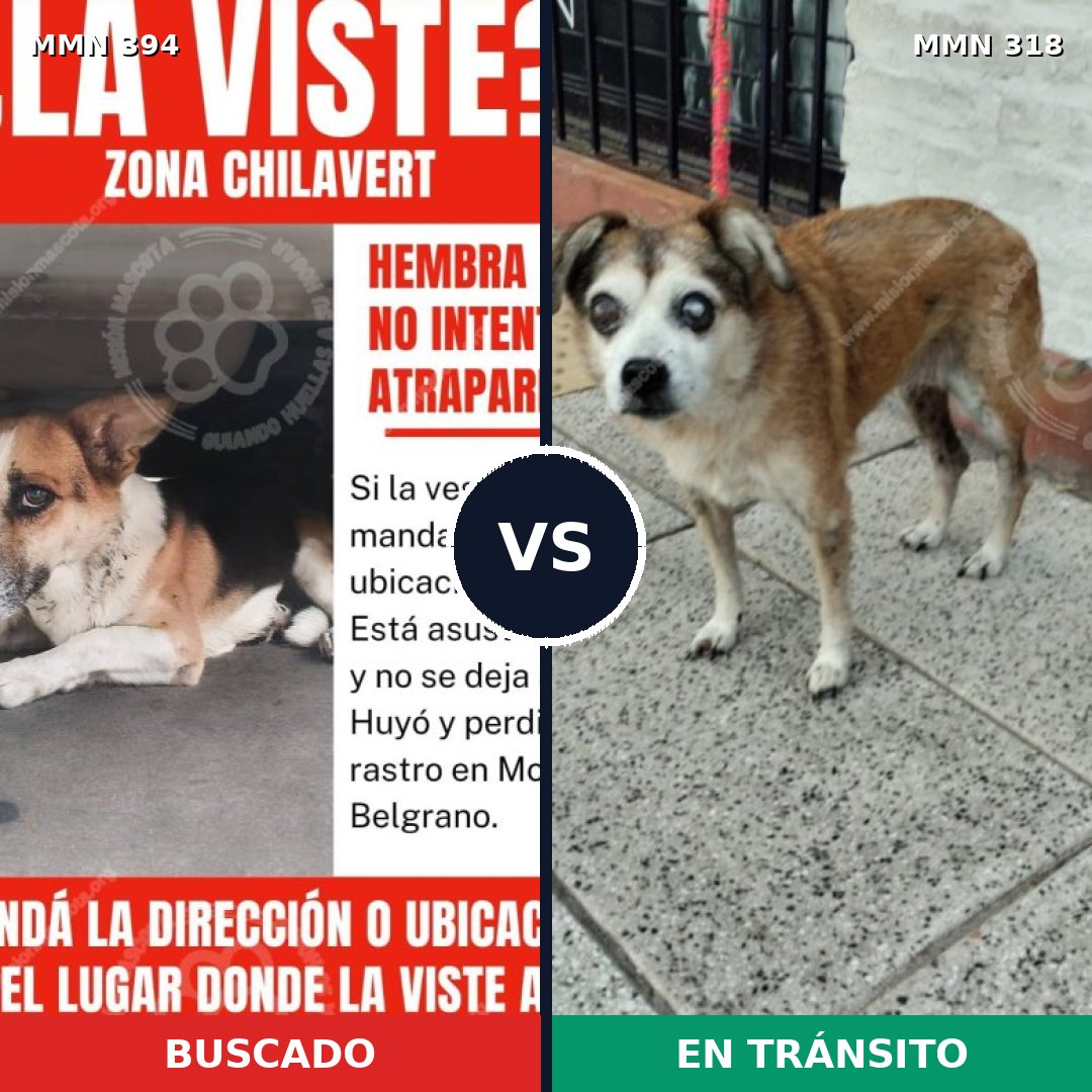 Comparativa MMS 7482: mascota perdida y mascota encontrada, 57% de similitud