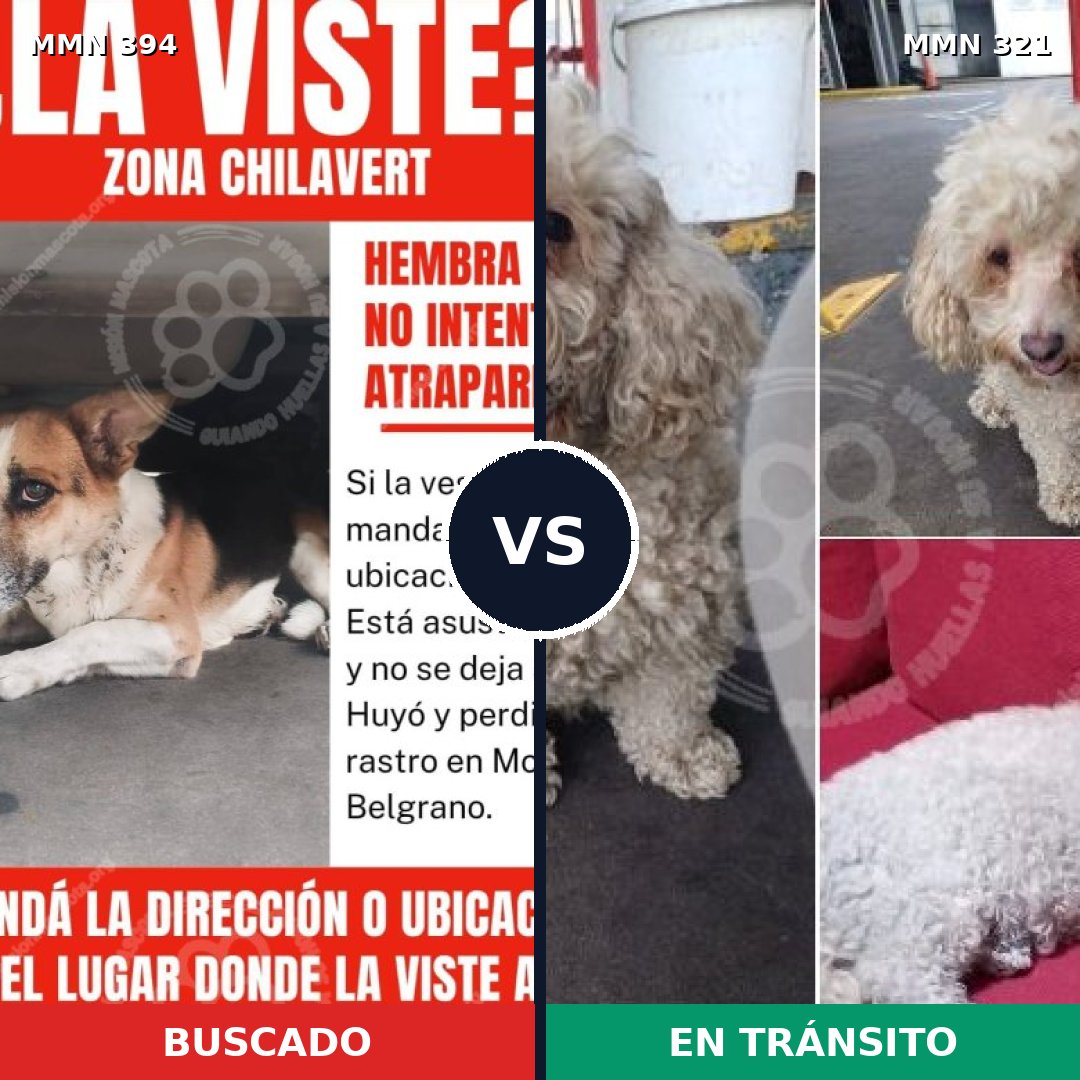 Comparativa MMS 7483: mascota perdida y mascota encontrada, 34% de similitud