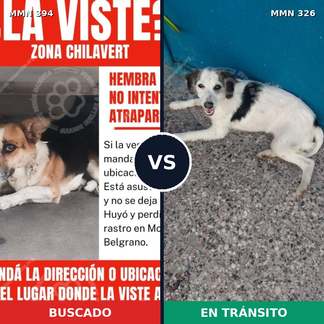 Comparativa MMS 7484: mascota perdida y mascota encontrada, 71% de similitud