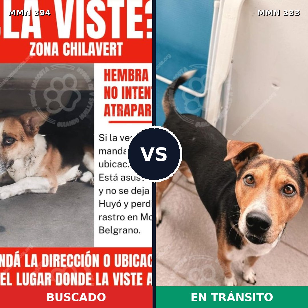 Comparativa MMS 7486: mascota perdida y mascota encontrada, 55% de similitud