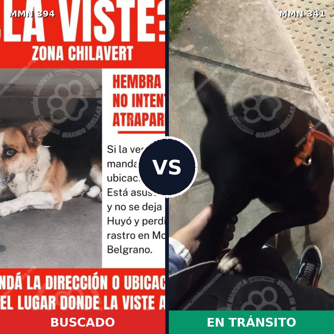 Comparativa MMS 7487: mascota perdida y mascota encontrada, 60% de similitud