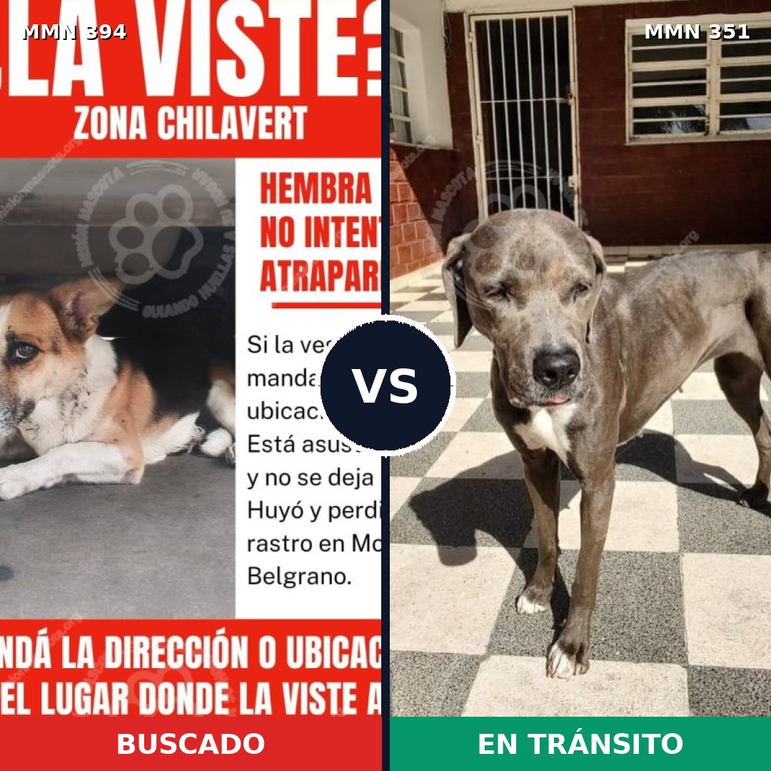 Comparativa MMS 7488: mascota perdida y mascota encontrada, 27% de similitud