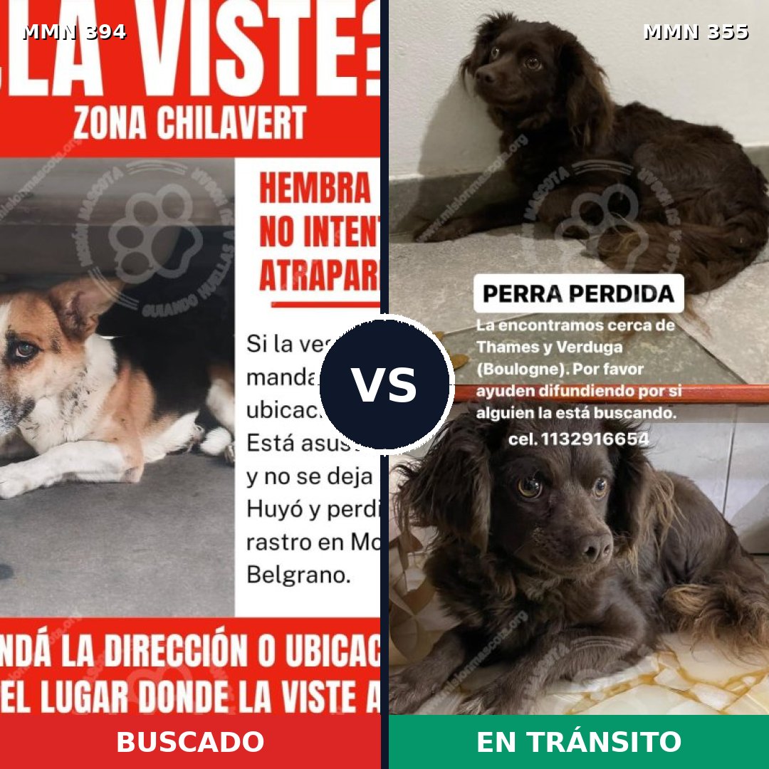 Comparativa MMS 7489: mascota perdida y mascota encontrada, 57% de similitud