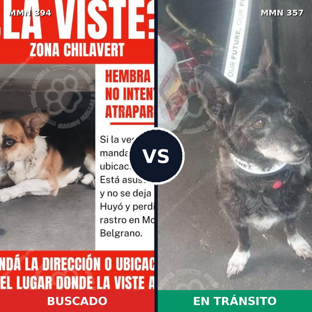 Comparativa MMS 7490: mascota perdida y mascota encontrada, 71% de similitud