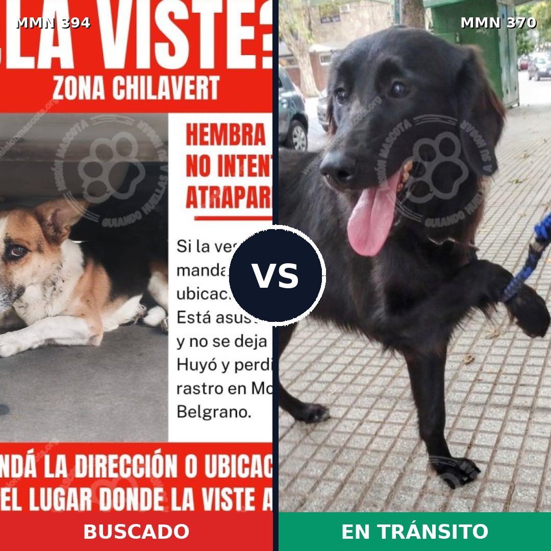 Comparativa MMS 7491: mascota perdida y mascota encontrada, 62% de similitud
