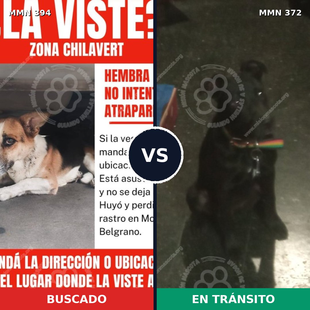 Comparativa MMS 7492: mascota perdida y mascota encontrada, 68% de similitud