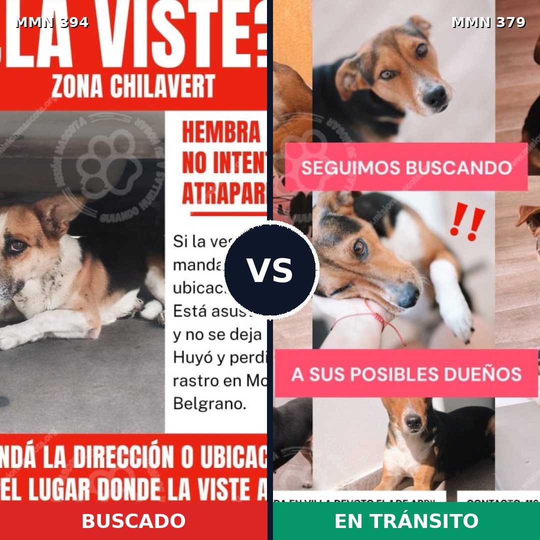 Comparativa MMS 7494: mascota perdida y mascota encontrada, 68% de similitud