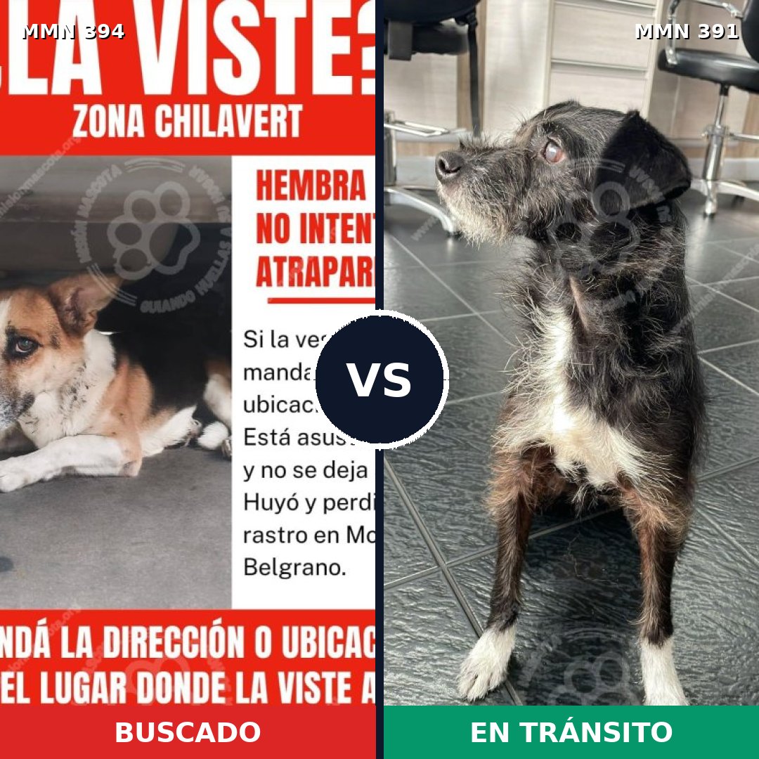 Comparativa MMS 7495: mascota perdida y mascota encontrada, 72% de similitud