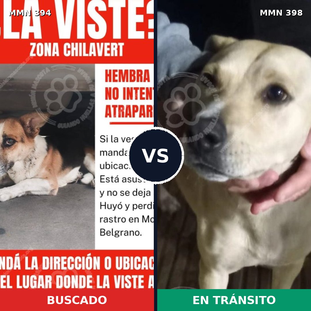 Comparativa MMS 7496: mascota perdida y mascota encontrada, 61% de similitud