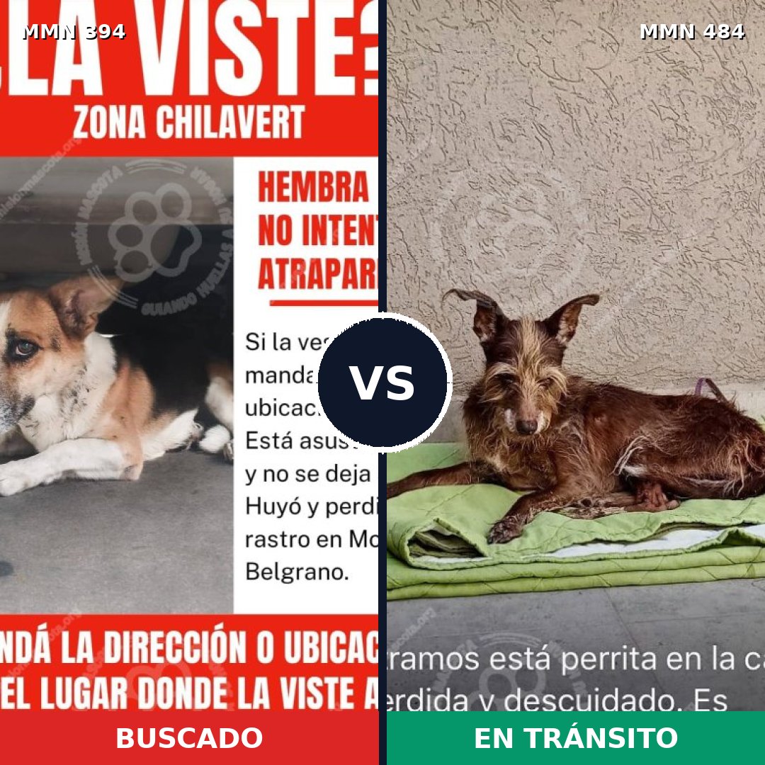 Comparativa MMS 7498: mascota perdida y mascota encontrada, 70% de similitud