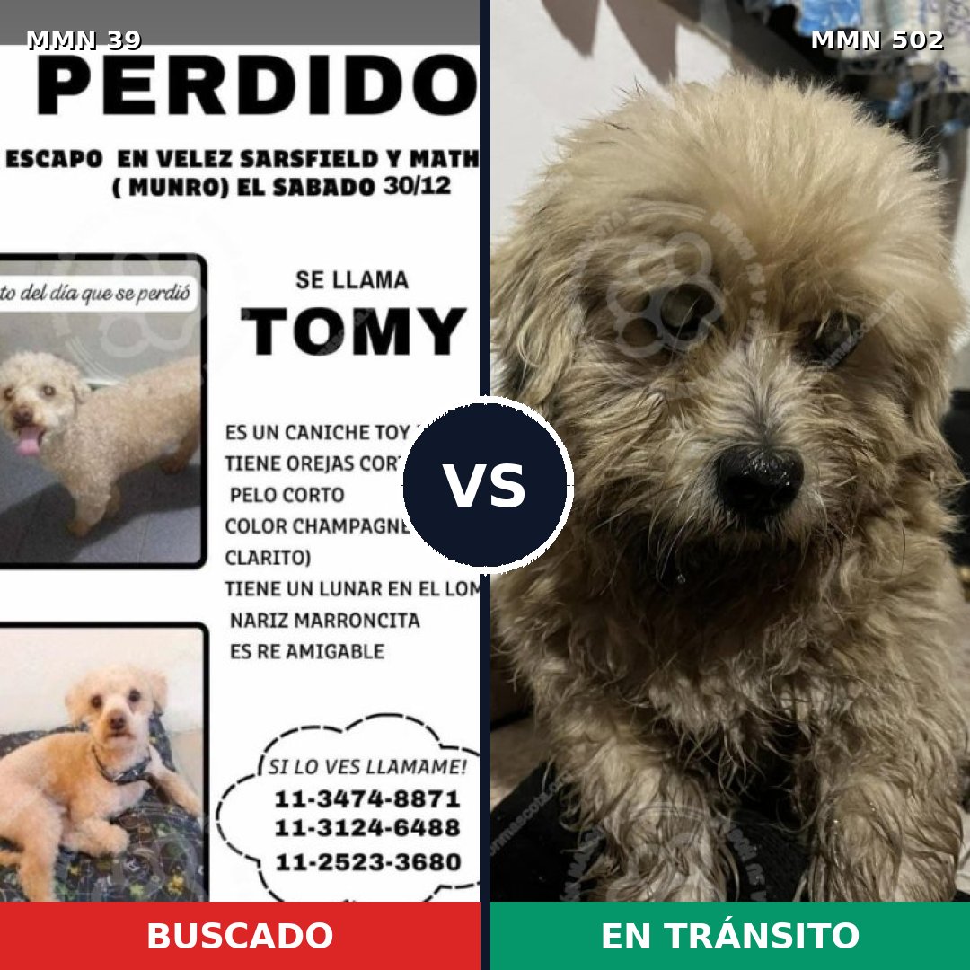 Comparativa MMS 75: mascota perdida y mascota encontrada, 36% de similitud