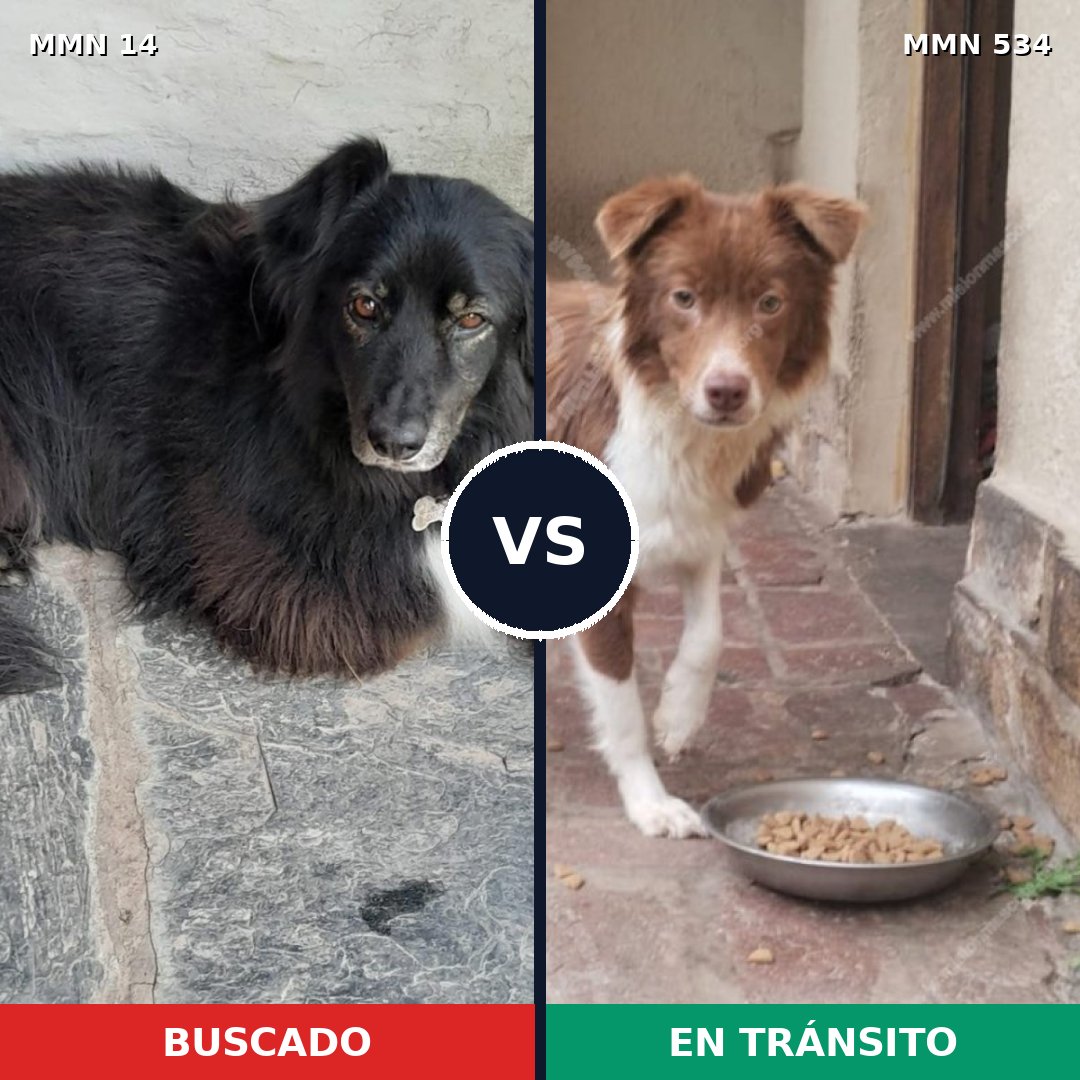 Comparativa MMS 750: mascota perdida y mascota encontrada, 59% de similitud