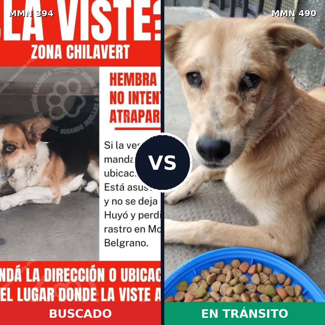 Comparativa MMS 7500: mascota perdida y mascota encontrada, 48% de similitud