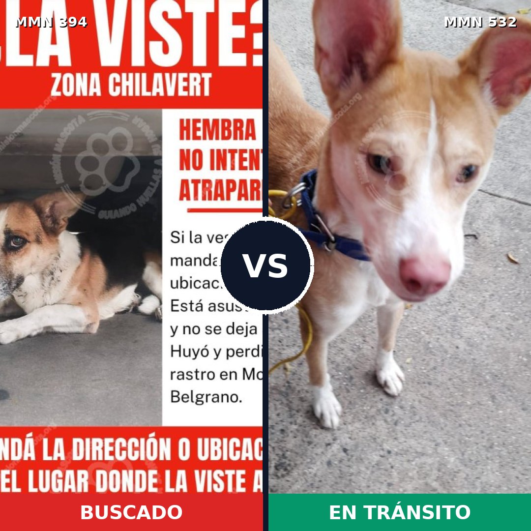 Comparativa MMS 7501: mascota perdida y mascota encontrada, 57% de similitud