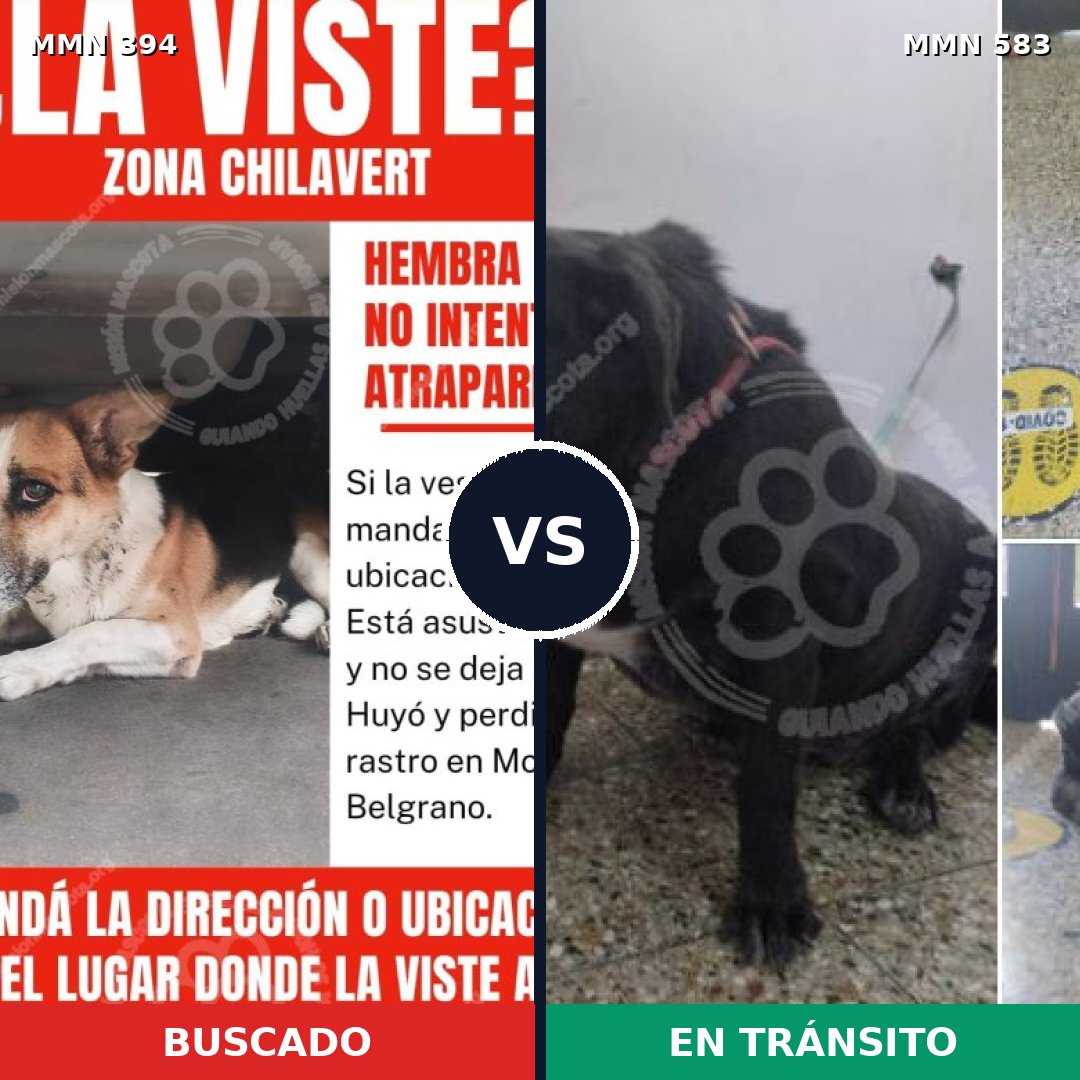 Comparativa MMS 7502: mascota perdida y mascota encontrada, 70% de similitud