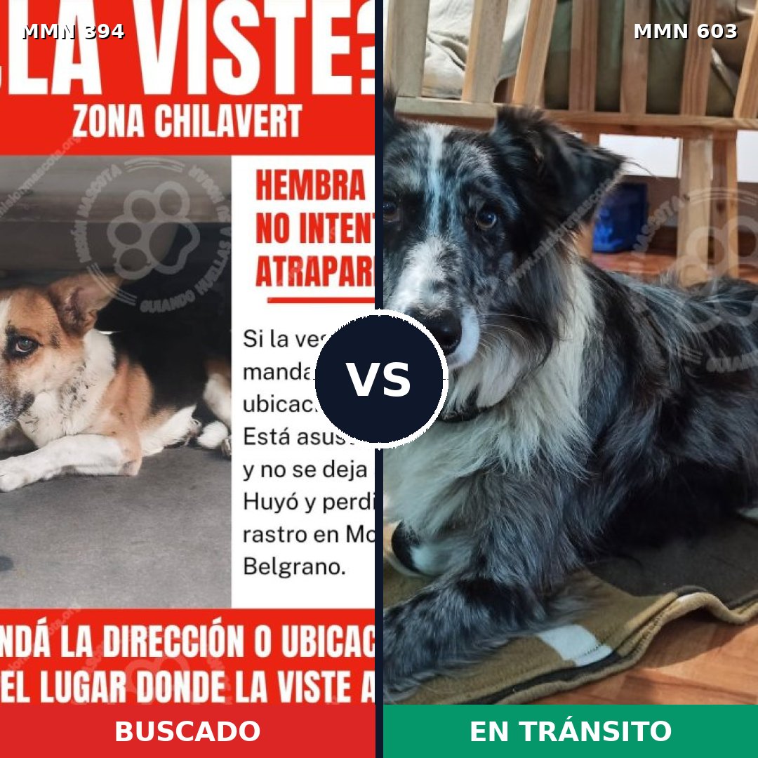 Comparativa MMS 7503: mascota perdida y mascota encontrada, 15% de similitud