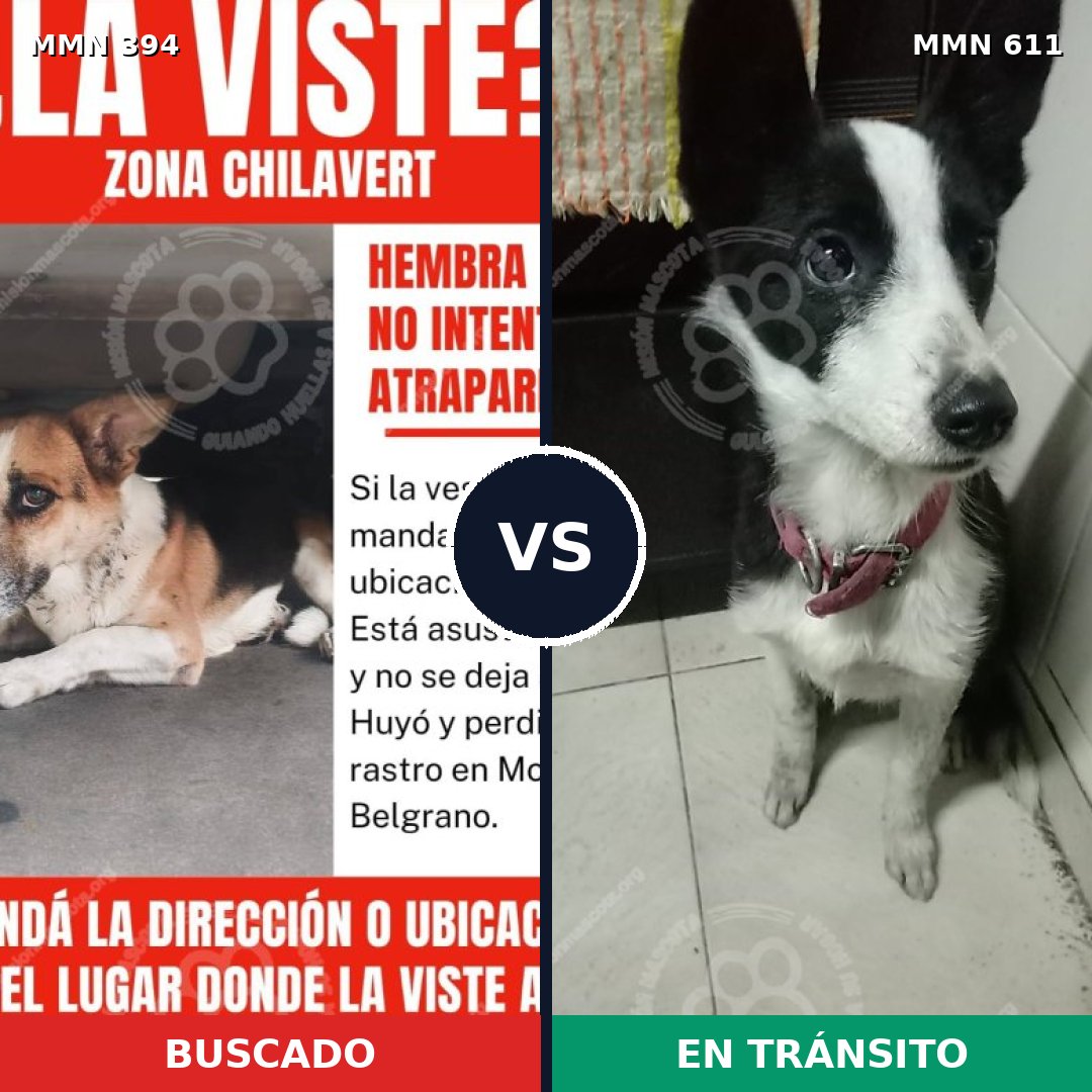 Comparativa MMS 7504: mascota perdida y mascota encontrada, 71% de similitud