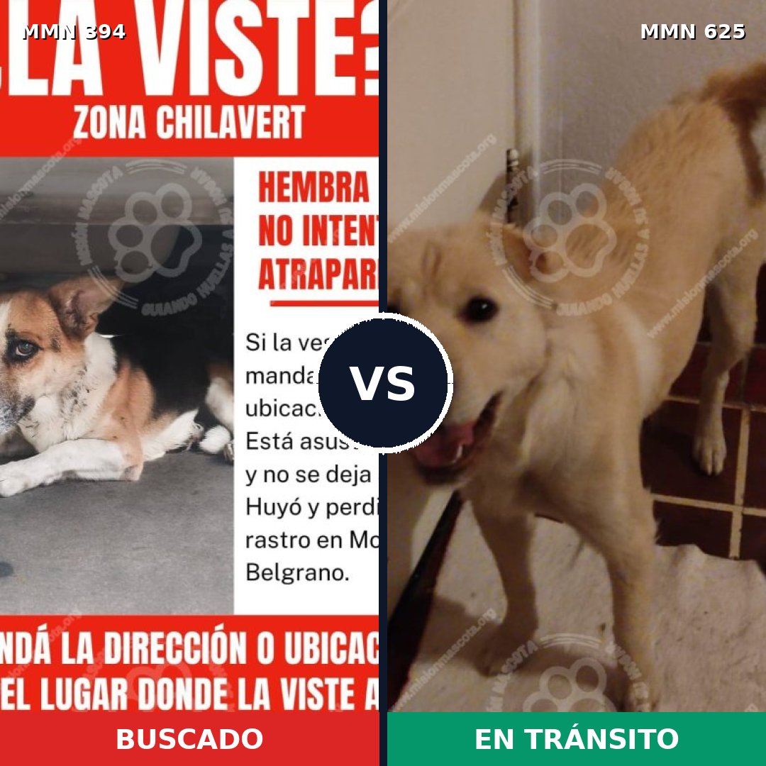 Comparativa MMS 7505: mascota perdida y mascota encontrada, 63% de similitud