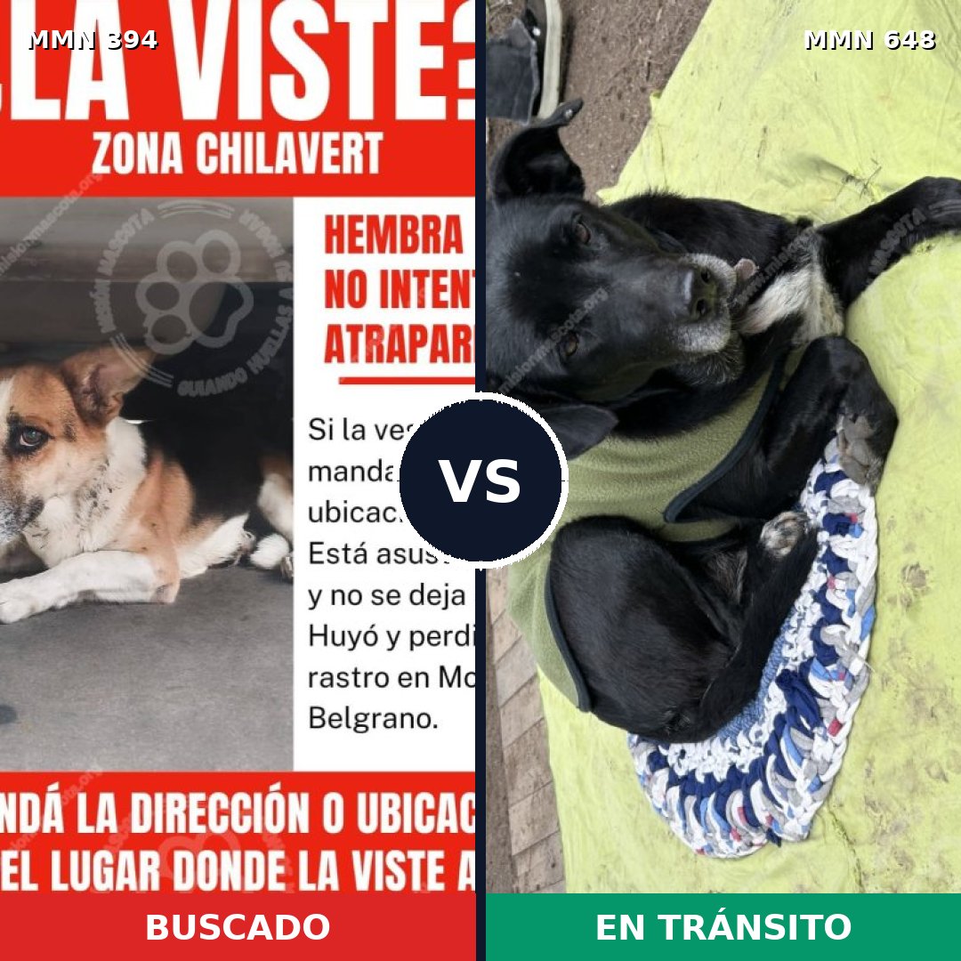 Comparativa MMS 7506: mascota perdida y mascota encontrada, 72% de similitud