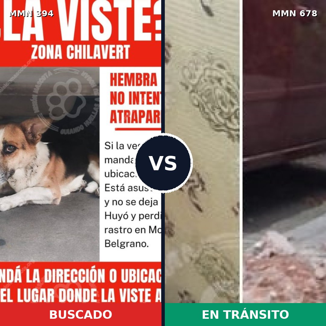 Comparativa MMS 7507: mascota perdida y mascota encontrada, 71% de similitud