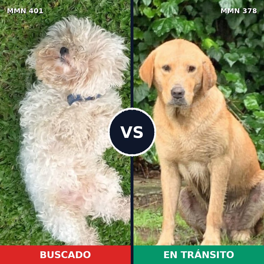 Comparativa MMS 7508: mascota perdida y mascota encontrada, 28% de similitud
