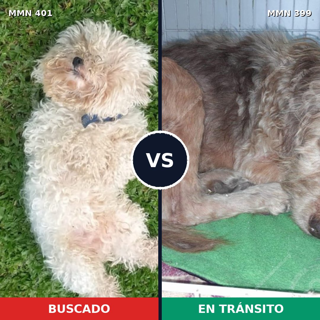 Comparativa MMS 7509: mascota perdida y mascota encontrada, 22% de similitud