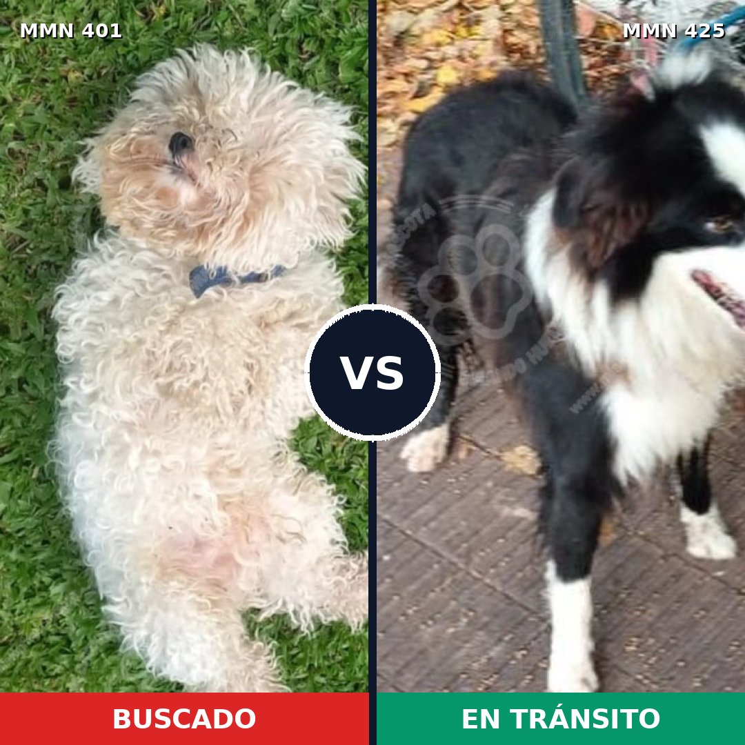 Comparativa MMS 7511: mascota perdida y mascota encontrada, 24% de similitud