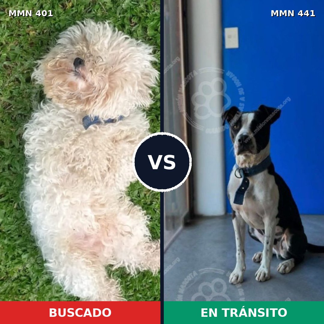 Comparativa MMS 7512: mascota perdida y mascota encontrada, 23% de similitud