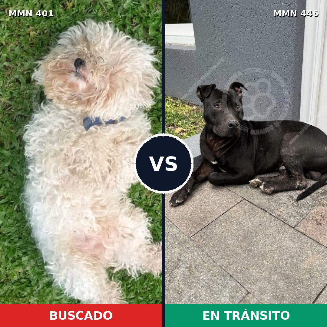 Comparativa MMS 7514: mascota perdida y mascota encontrada, 23% de similitud