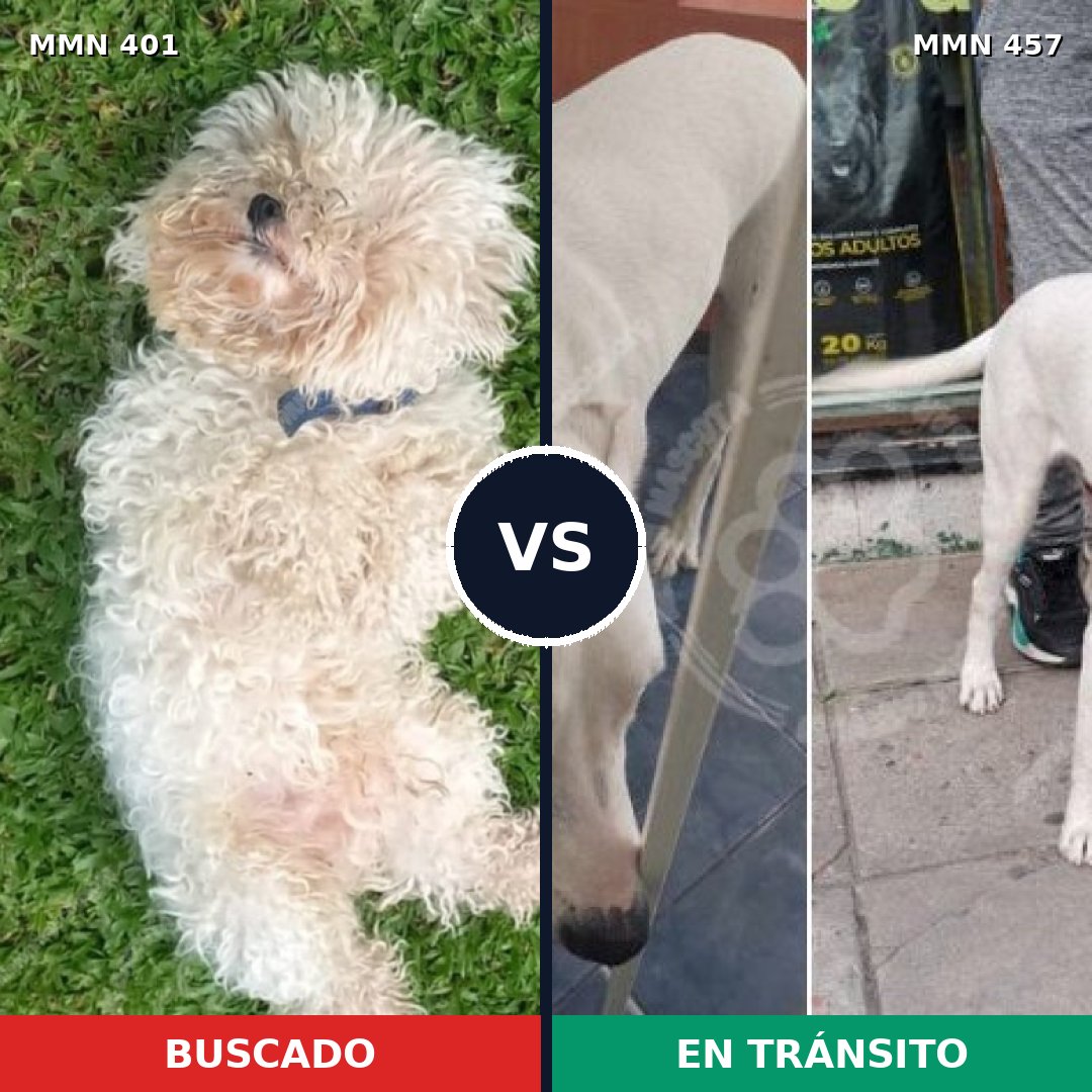 Comparativa MMS 7515: mascota perdida y mascota encontrada, 29% de similitud