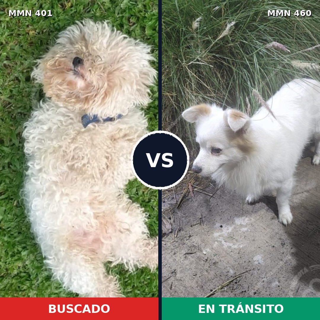 Comparativa MMS 7516: mascota perdida y mascota encontrada, 48% de similitud