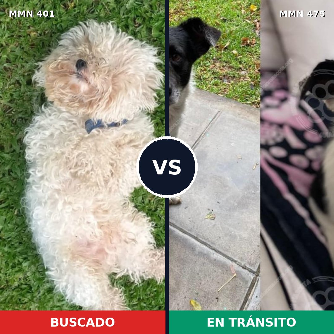 Comparativa MMS 7518: mascota perdida y mascota encontrada, 23% de similitud