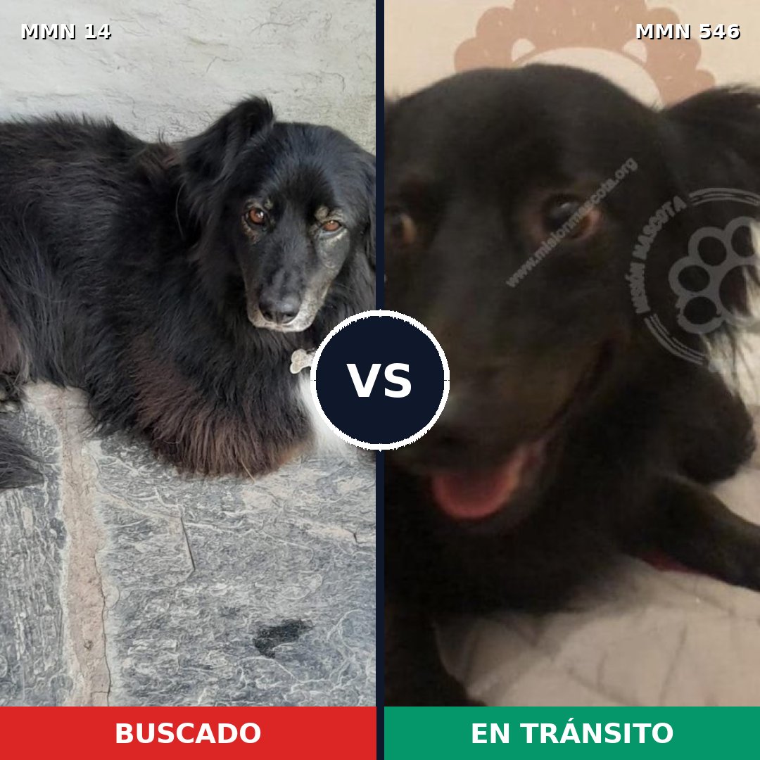 Comparativa MMS 752: mascota perdida y mascota encontrada, 58% de similitud