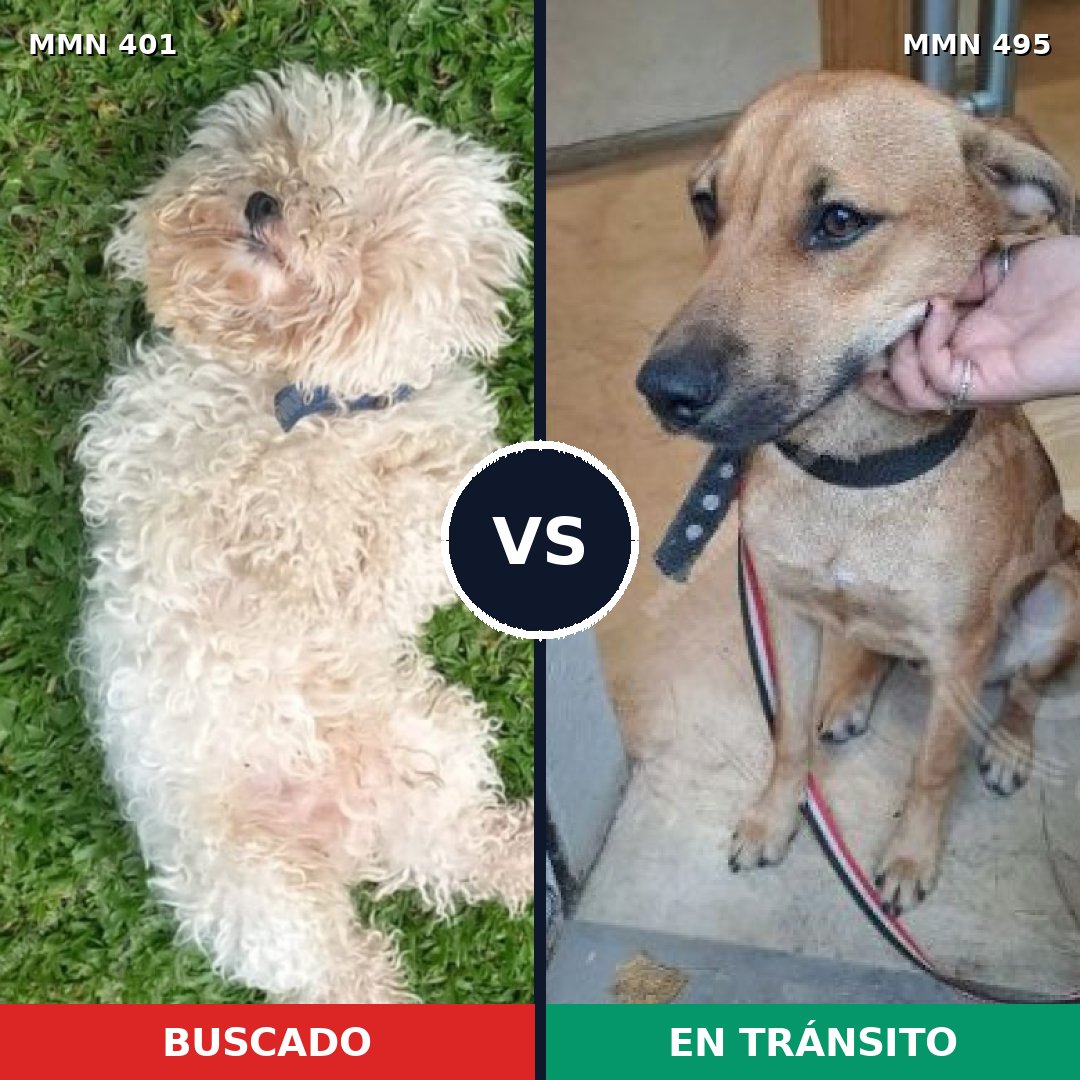 Comparativa MMS 7520: mascota perdida y mascota encontrada, 27% de similitud