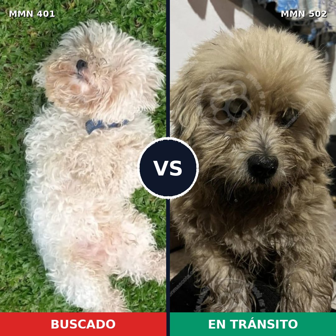 Comparativa MMS 7521: mascota perdida y mascota encontrada, 34% de similitud