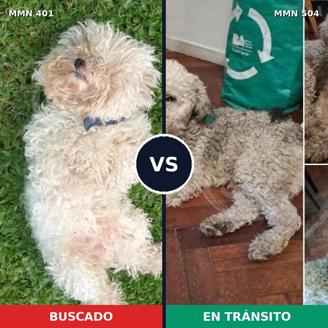 Comparativa MMS 7522: mascota perdida y mascota encontrada, 56% de similitud