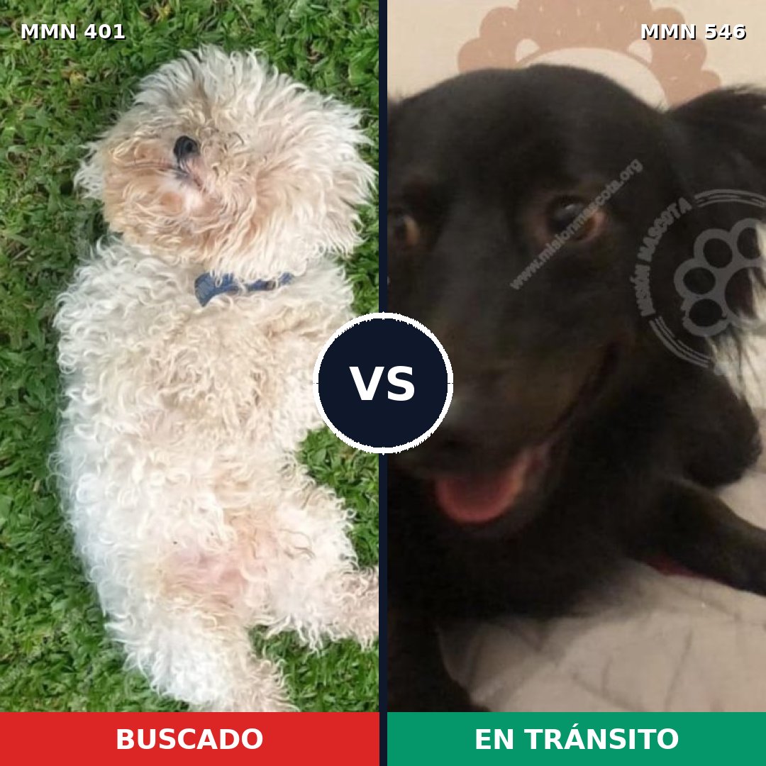 Comparativa MMS 7526: mascota perdida y mascota encontrada, 30% de similitud